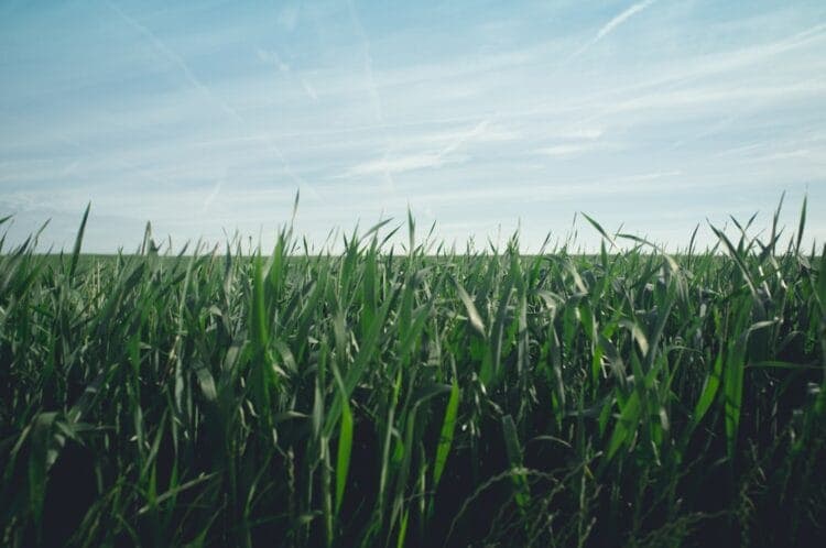Corante para Agronegócio: Como Escolher o Melhor Produto